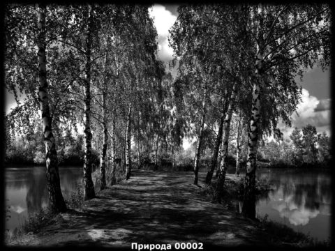 Гравировка природа №1 — основное фото — Центр Гранита Москва