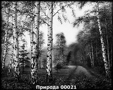 Гравировка природа №18 — основное фото — Центр Гранита Москва
