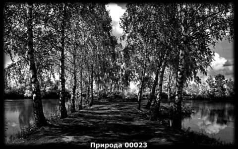 Гравировка природа №20 — основное фото — Центр Гранита Москва